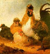 Aelbert Cuyp Rooster Hens painting